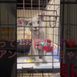 #ロシアンブルー #里親募集中子猫アゴはネコ