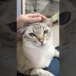 スコティッシュフォールドシャムトラ？ #元保護猫 #シャムトラ