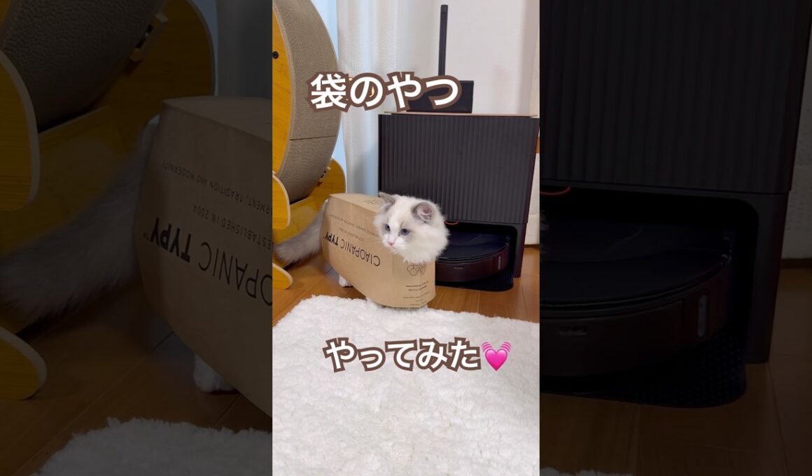 袋のやつやってみたよ〜😂💕#ラグドール #猫好きさんと繋がりたい #猫のいる暮らし #ねこ動画