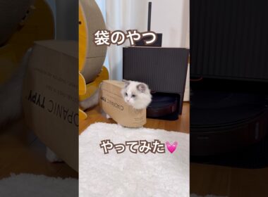 袋のやつやってみたよ〜😂💕#ラグドール #猫好きさんと繋がりたい #猫のいる暮らし #ねこ動画