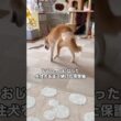 車に撥ねられ瀕死状態だった柴犬エン。そんなエンが回復後、散歩中に発見した子猫のちまきを保護して育て、今度はちまきがエンを介護し看取るまでの物語。 #保護猫 #子猫 #柴犬 #shorts