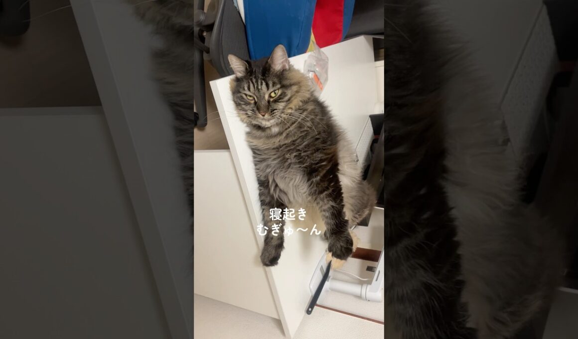 ノビ #cat #猫 #猫のいる暮らし #サイベリアン