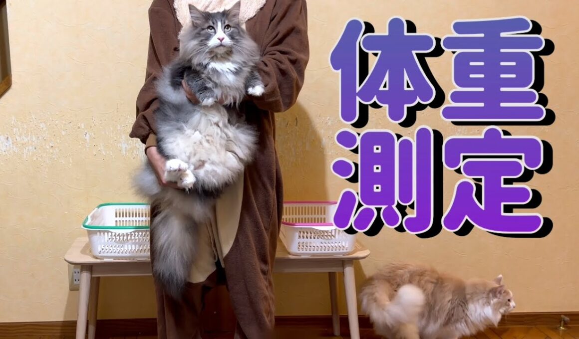 【体重公開】全員ぽっちゃりだったけど結果は…！？ノルウェージャンフォレストキャットとターキッシュアンゴラ