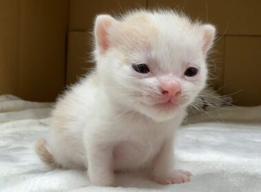 小さく喉を鳴らす子猫の姿…聞こえるかな？