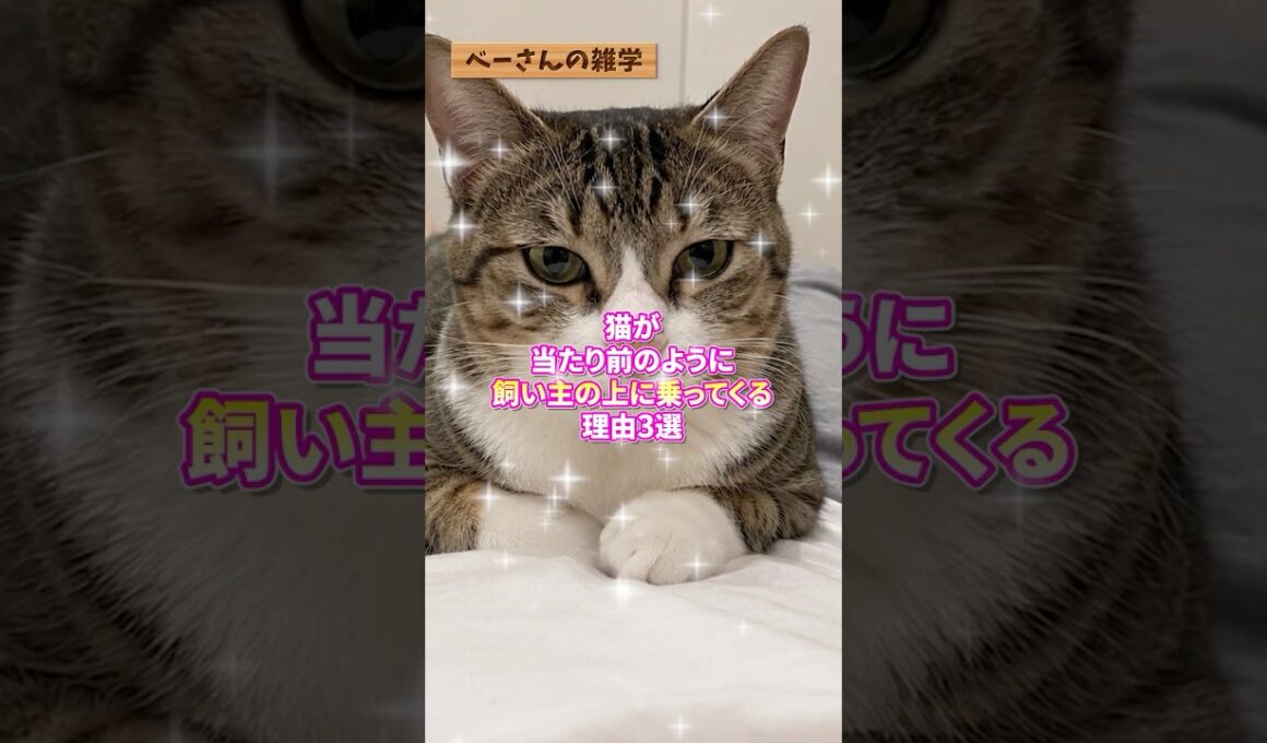 猫が当たり前のように飼い主の上に乗ってくる理由3選