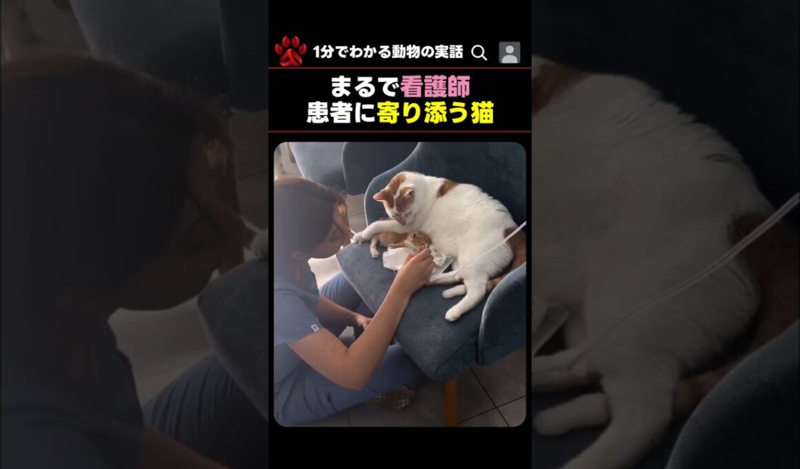 動物病院にいる「猫の看護師」🐈命を繋ぐ恩返し