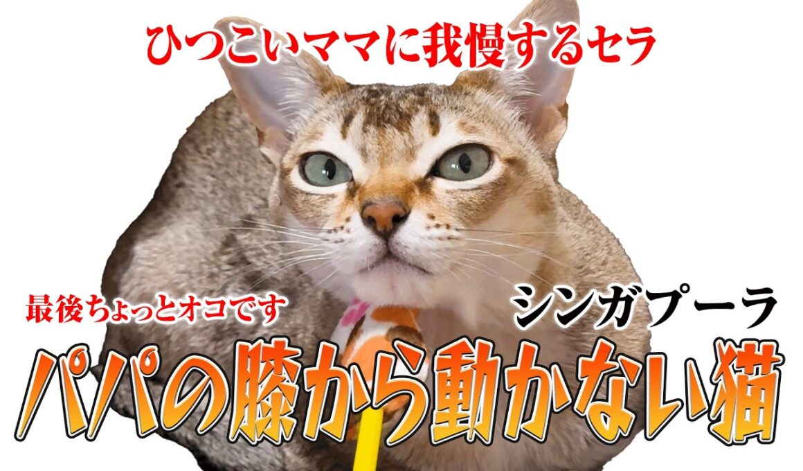 【シンガプーラ】今日はパパの膝の上でまったり中のセラ社長！甘えん坊な姿をご覧ください！