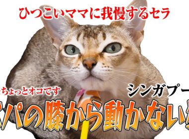 【シンガプーラ】今日はパパの膝の上でまったり中のセラ社長！甘えん坊な姿をご覧ください！