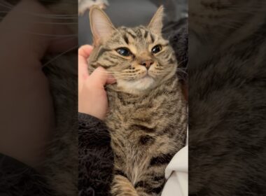 【悶絶】トロけるくらい可愛い猫たち集!! #cat #猫