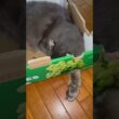 キター #ねこ動画 #アメリカンカール