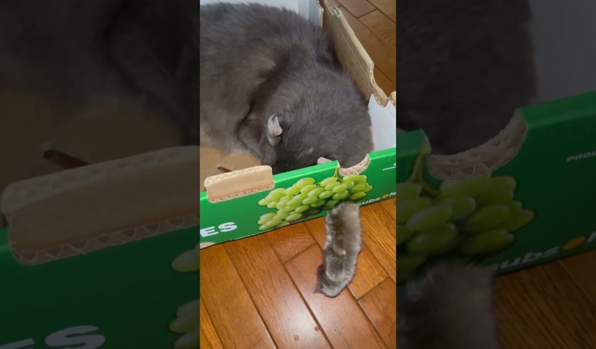 キター #ねこ動画 #アメリカンカール
