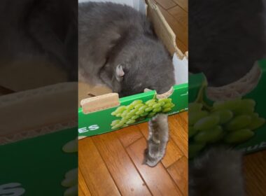 キター #ねこ動画 #アメリカンカール