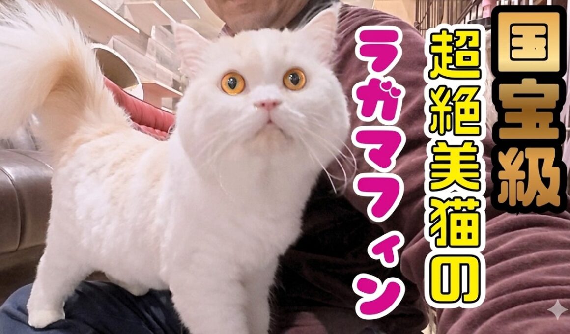 【超絶美猫】ツンデレラガマフィンの膝乗りの美しさを全人類に見て欲しい（保護猫か画f猫の木）十三駅Watch This Gorgeous Cat Melt on My Lap