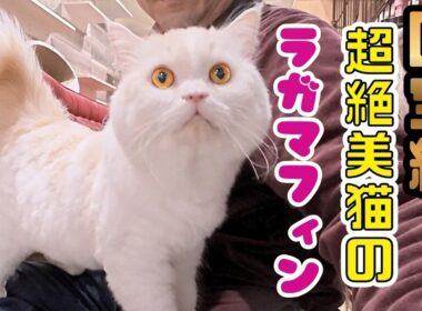 【超絶美猫】ツンデレラガマフィンの膝乗りの美しさを全人類に見て欲しい（保護猫か画f猫の木）十三駅Watch This Gorgeous Cat Melt on My Lap