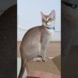 ぷいっ #猫 #ねこ #こねこ #猫のいる暮らし #シンガプーラ #cat #catshorts