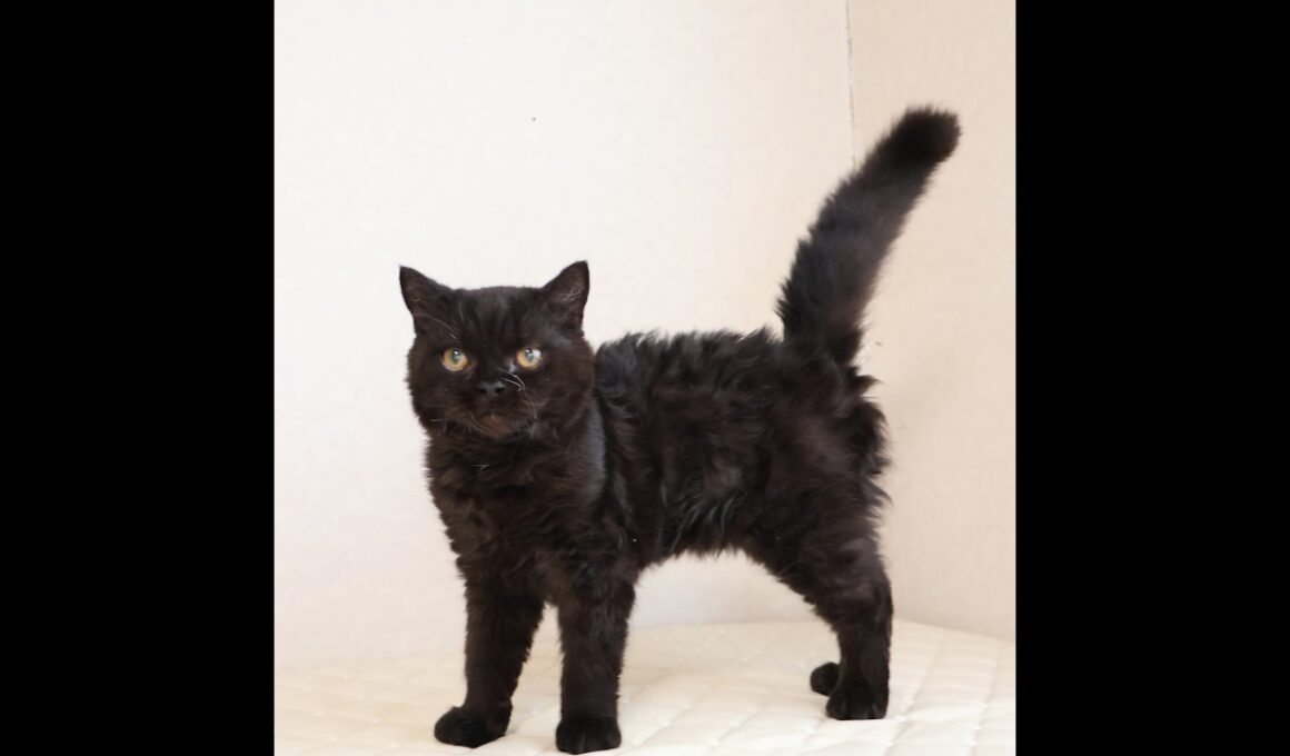 セルカークレックス子猫　Selkirk Rex　2025.12.4産まれ　　ブラック　黒猫　巻き毛　男の子　シーダキャット猫のお店