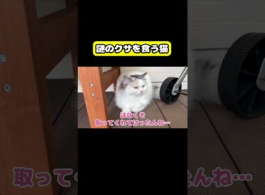 謎のクサを食う猫　#猫 #おもしろ #アテレコ #ニャンチューバーつくし