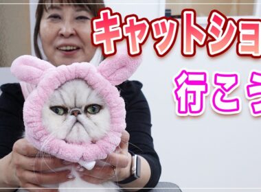 【ひめちゃん】キャットショーに行こう！ショーグルーミングでGCのタイトルを取りに行くよ【ペルシャ】