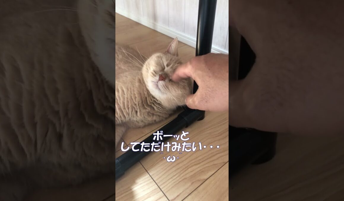 ブリティッシュショートヘア 飼い猫まめちゃん 暑さにやられてるまめちゃん #Shorts