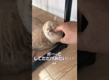 ブリティッシュショートヘア 飼い猫まめちゃん 暑さにやられてるまめちゃん #Shorts
