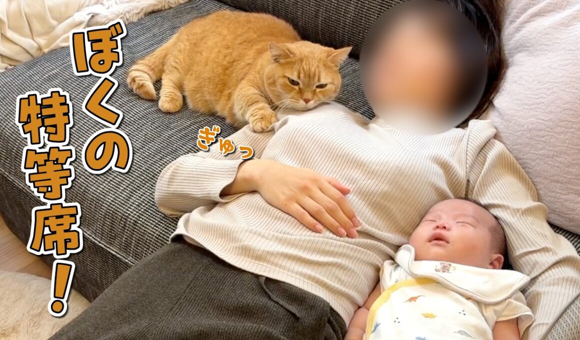 赤ちゃんとママの腕枕を取り合う甘えん坊猫が可愛すぎる！