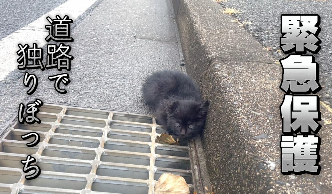 【保護猫】カラス襲撃により道路で動けなくなっていた子猫　見捨てられませんでした…　2026特別編　カラスに襲われていた子猫　第１話