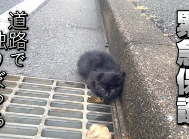 【保護猫】カラス襲撃により道路で動けなくなっていた子猫　見捨てられませんでした…　2026特別編　カラスに襲われていた子猫　第１話
