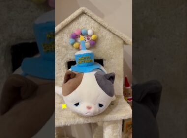 またおまいらか！今年も主役を奪われるうちの猫♡ #shorts #猫 #アビシニアン