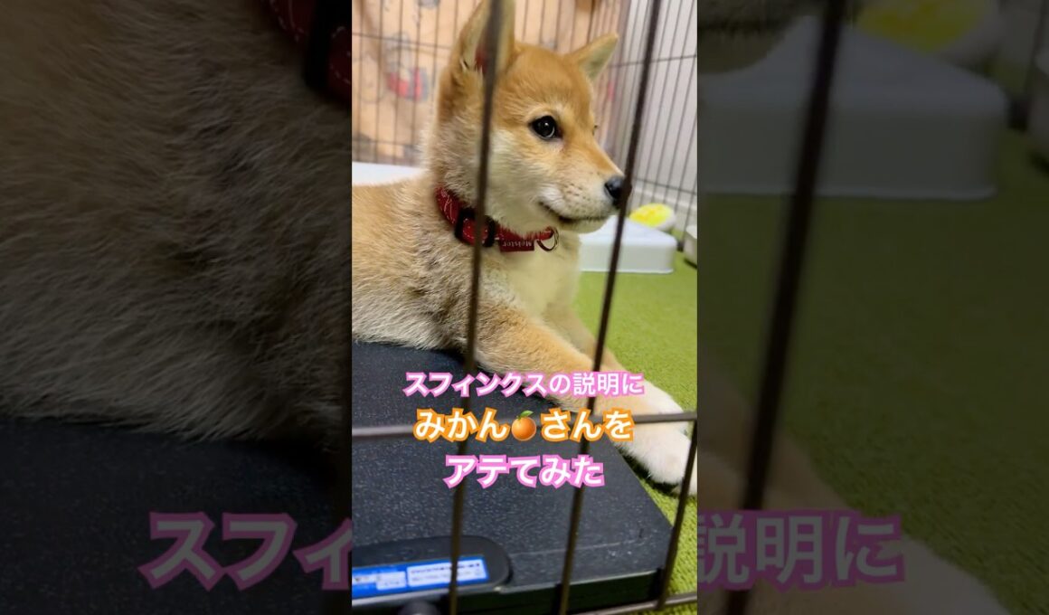 スフィンクスの説明に柴犬をアテてみた！ 2024年12月2日 #柴犬みかん #shorts #柴犬 #こいぬ #shinainu #shiba #癒し