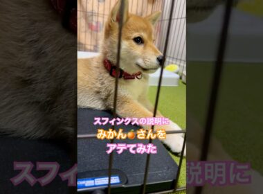 スフィンクスの説明に柴犬をアテてみた！ 2024年12月2日 #柴犬みかん #shorts #柴犬 #こいぬ #shinainu #shiba #癒し