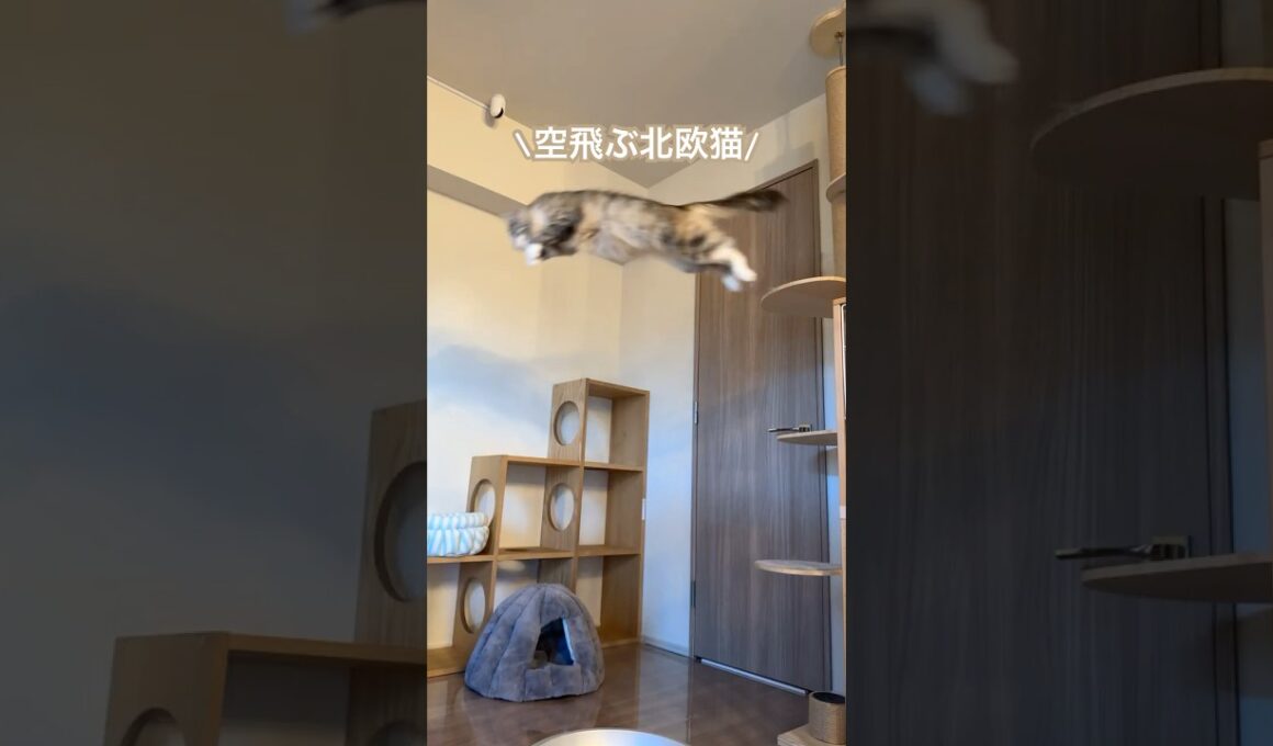 ムササビ？いいえ、空飛ぶ北欧猫です。。。#ノルウェージャンフォレストキャット #norwegian #ネコ #猫  #かわいい #shorts