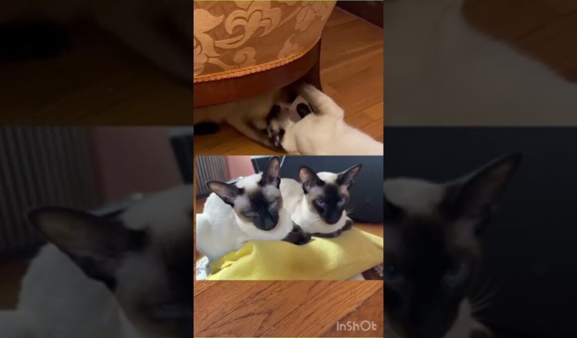 唸るシャム猫たち本気でプロレス　Siamese Cats Wrestling #catshorts #猫動画 #猫ショート