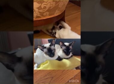 唸るシャム猫たち本気でプロレス　Siamese Cats Wrestling #catshorts #猫動画 #猫ショート