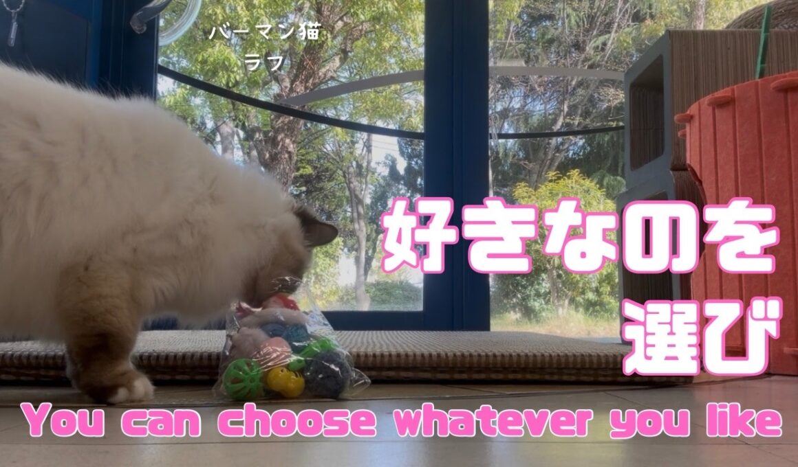 バーマン猫ラフ【好きなのを選び】You can choose whatever you like（バーマン猫）Birman/Cat