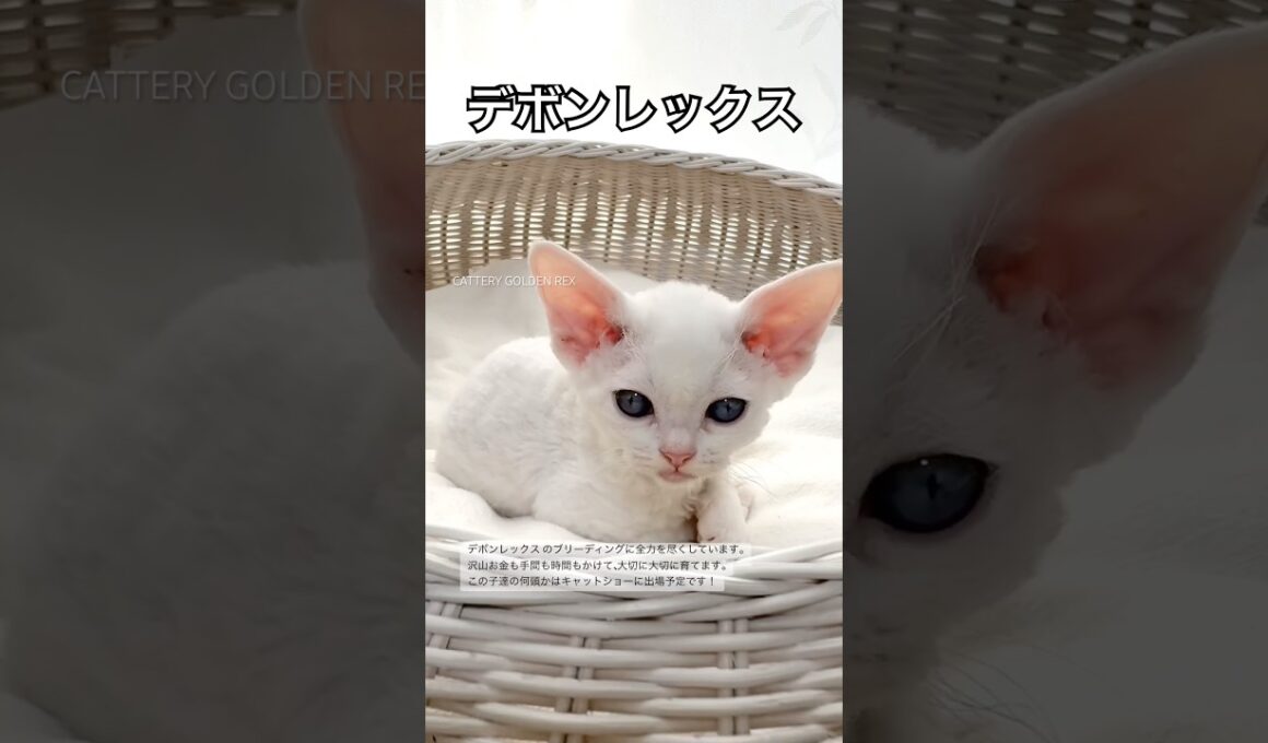 【デボンレックス】 #デボンレックス #goldenrex #emeraldspirit #ブリーダー #devonrex #子猫 #cfa #shorts #愛知 #猫 #こねこ #でぼんれっくす