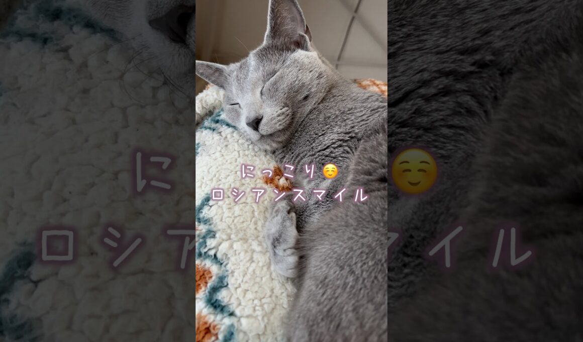 癒しされるロシアンブルー🐈‍⬛✨️ #shorts #猫 #ねこ  #cat #ロシアンブルー #猫のいる暮らし #ネコ