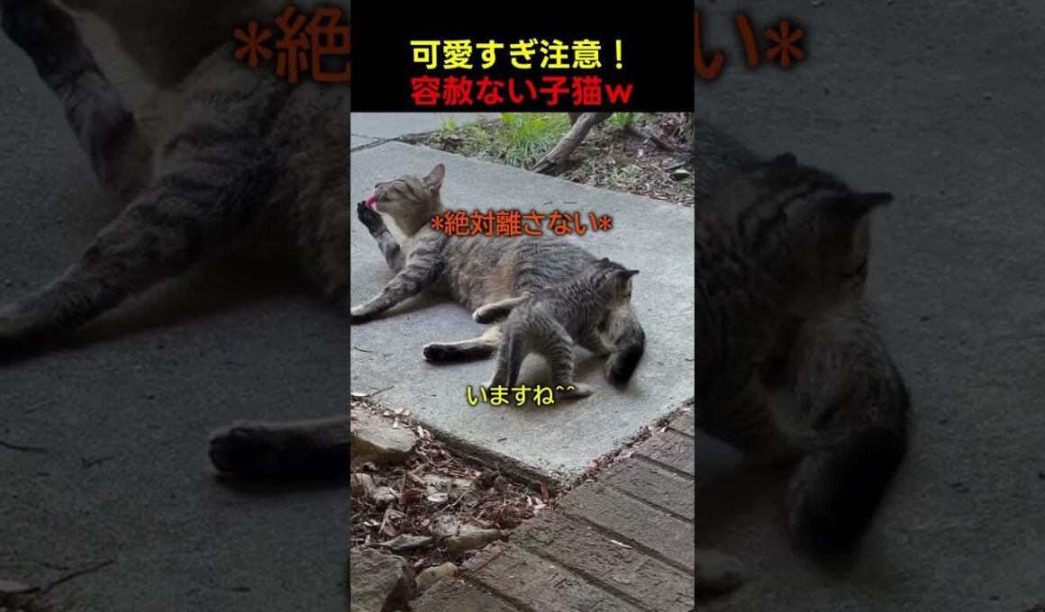 この子猫、執着心がすごすぎるｗ
