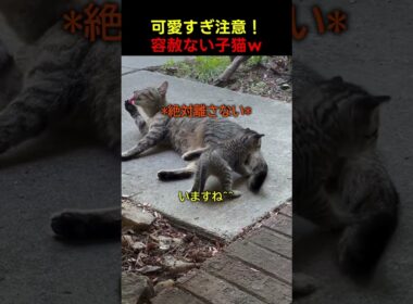 この子猫、執着心がすごすぎるｗ