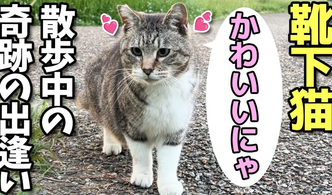 お散歩中の靴下猫ちゃん、おそらく初対面の黒猫（女子）と出逢う😸（野良猫•地域猫）🐈