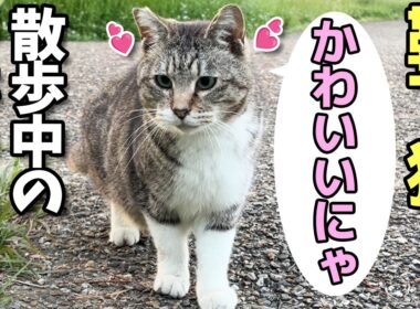 お散歩中の靴下猫ちゃん、おそらく初対面の黒猫（女子）と出逢う😸（野良猫•地域猫）🐈