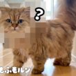 もふもふ猫がサロンでまさかの姿に！ 【サイベリアン】