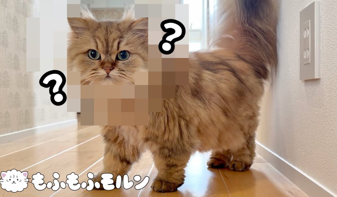 もふもふ猫がサロンでまさかの姿に！ 【サイベリアン】