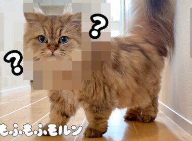 もふもふ猫がサロンでまさかの姿に！ 【サイベリアン】