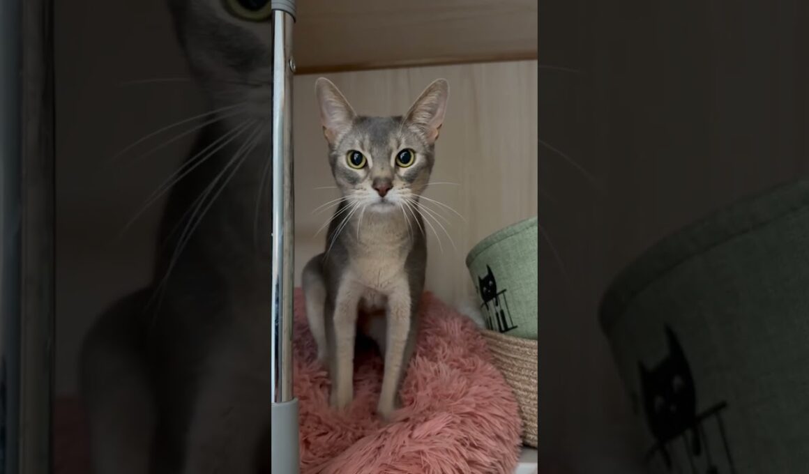 アビシニアンとは その73 モフモフクッションが大好きな猫ちゃん #shorts #猫 #アビシニアン