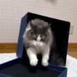 【カワイイ💖】不思議なジャンプを披露してくれましたwwwノルウェージャンフォレストキャットとターキッシュアンゴラ