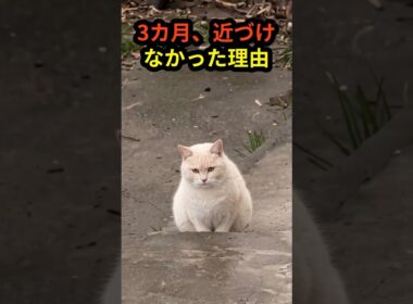 3か月間、近づけなかった猫が最後に… #shorts