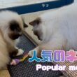 バーマン猫ガブとラフ【人気のネズミ】Popular mouse（バーマン猫）Birman/Cat