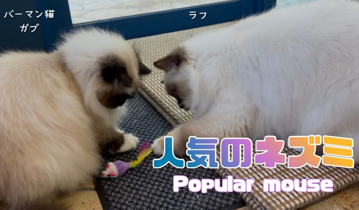 バーマン猫ガブとラフ【人気のネズミ】Popular mouse（バーマン猫）Birman/Cat