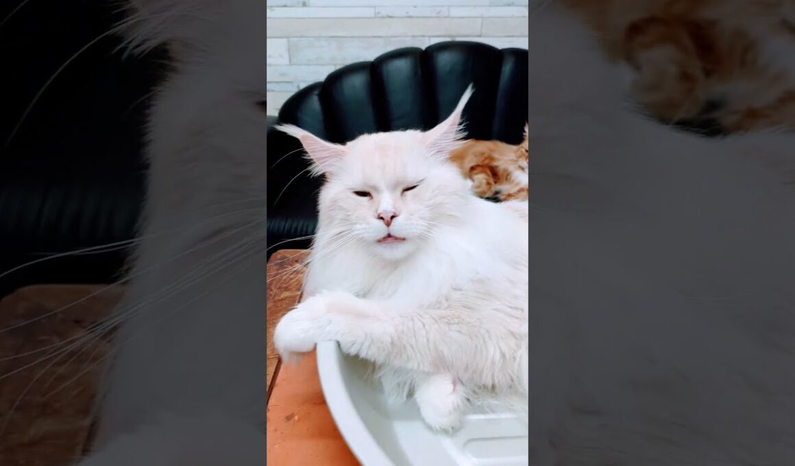 メインクーンのルカ君　猫鍋で甘える