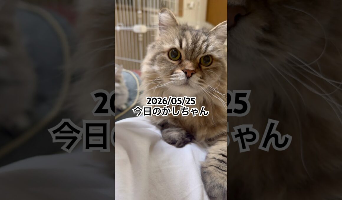 2026/05/25今日のかしちゃん #猫 #ペルシャ #カシス #cat #猫のいる暮らし